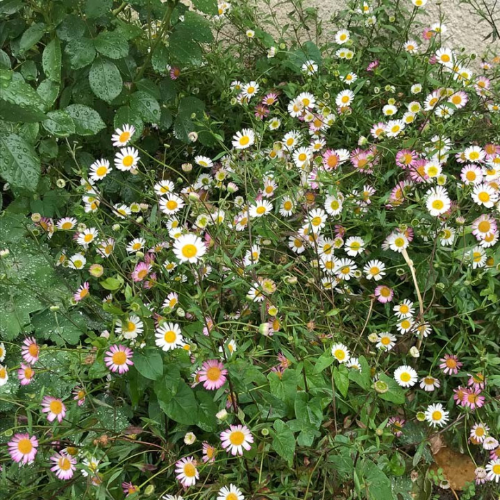 Fleurs de l'Erigeron karvinskianus