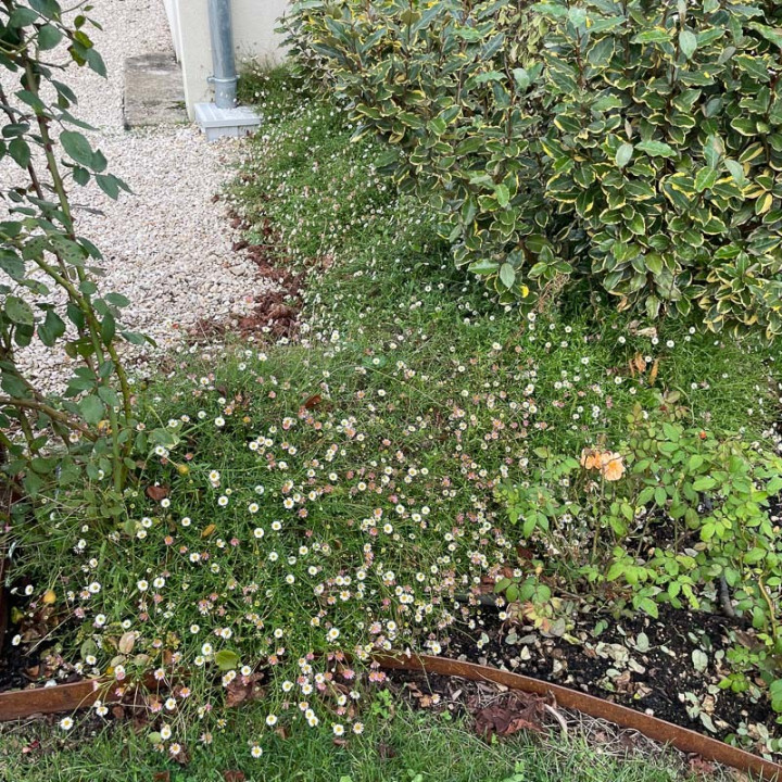 Erigeron karvinskianus en massif