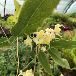 Epimedium sphinx Twinkler