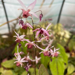 Epimedium Pink Elf