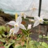 Epimedium Arctic Wings