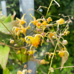 Epimedium Amber Queen