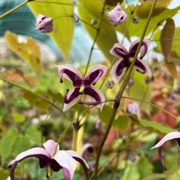 Epimedium Night Mistress