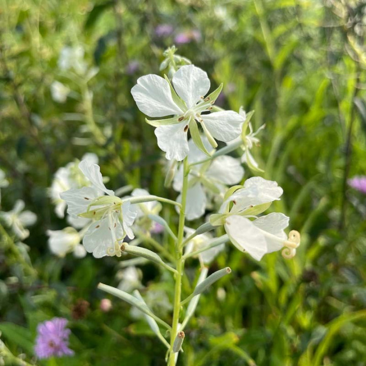 Epilobium angustifolium Album