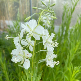 Epilobium angustifolium Album
