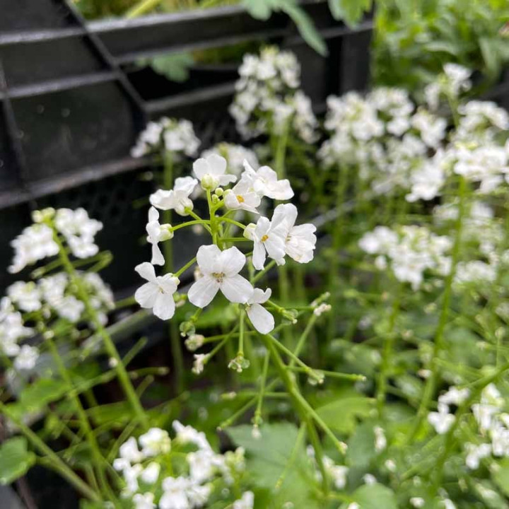 Pachyphragma macrophyllum