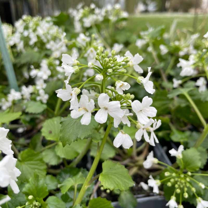 Pachyphragma macrophyllum