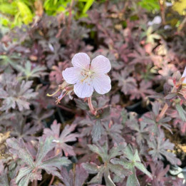 Geranium pratense Black n' White Army