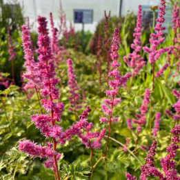 Astilbe arendsii Color Flash Lime