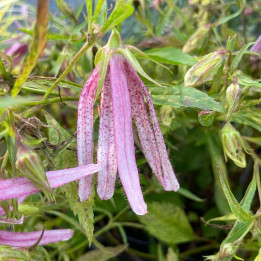 Campanula Pink Octopus