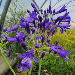 Agapanthus Vallée de la Loire