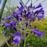 Agapanthus Vallée de la Loire