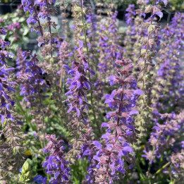 Salvia Feathers Peacock