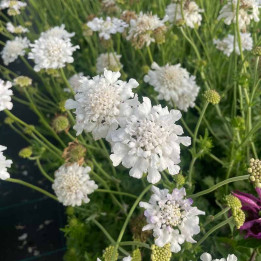 Scabiosa columbaria Flutter Pure White