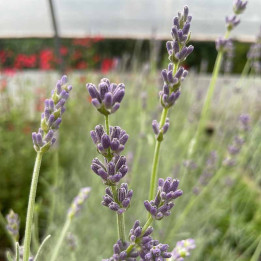 Fleurs de la Lavandula Richard Gray
