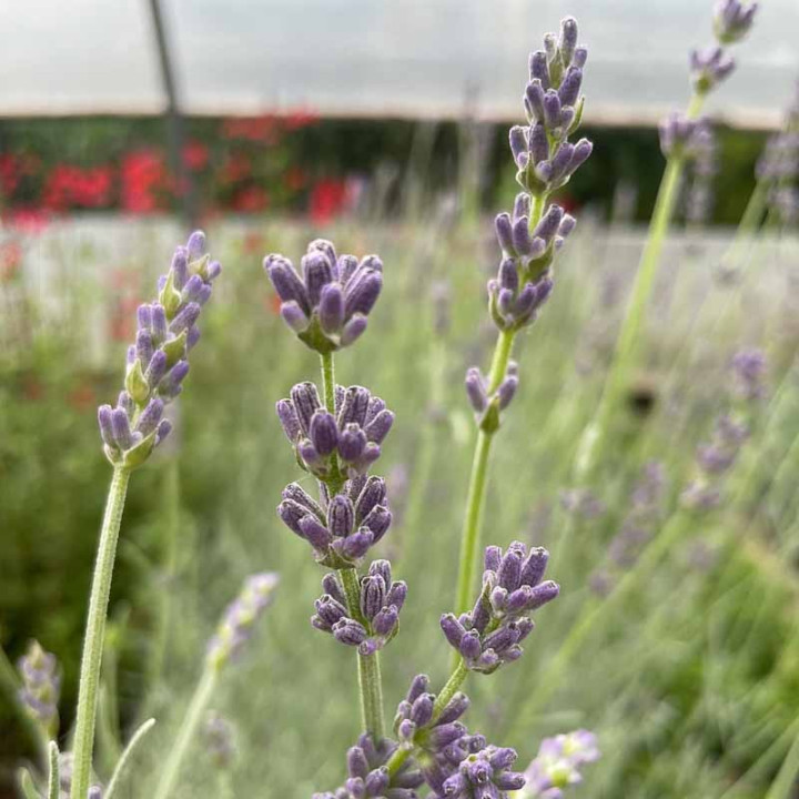 Fleurs de la Lavandula Richard Gray