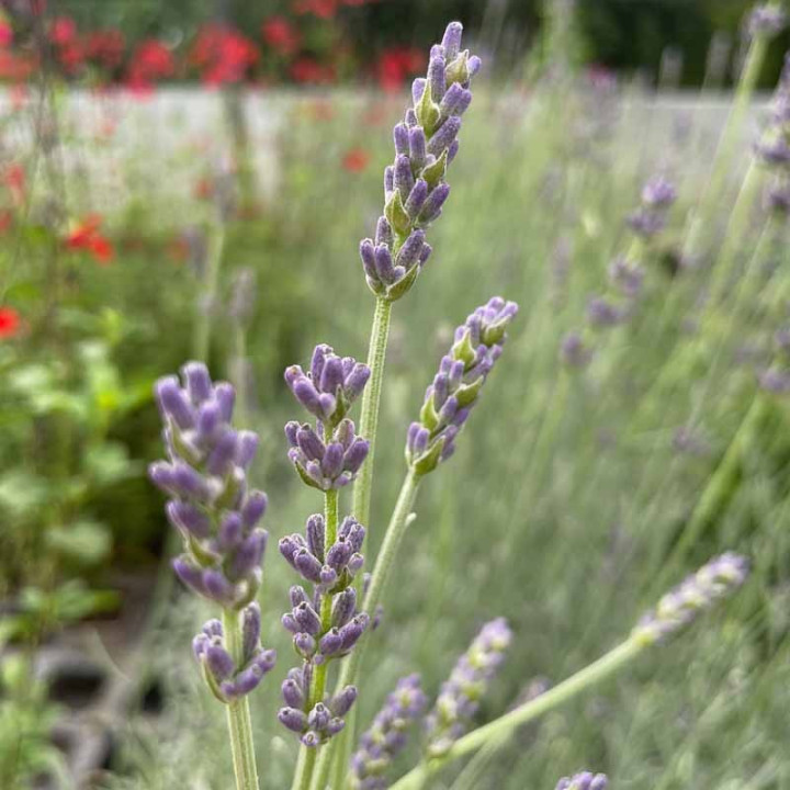 Lavandula Richard Gray