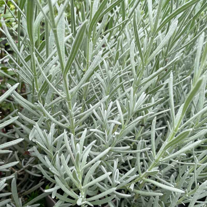 Feuillage de la Lavandula angustifolia Richard Gray