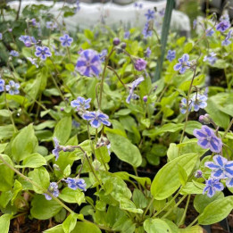 Omphalodes cappadocica Starry Eyes