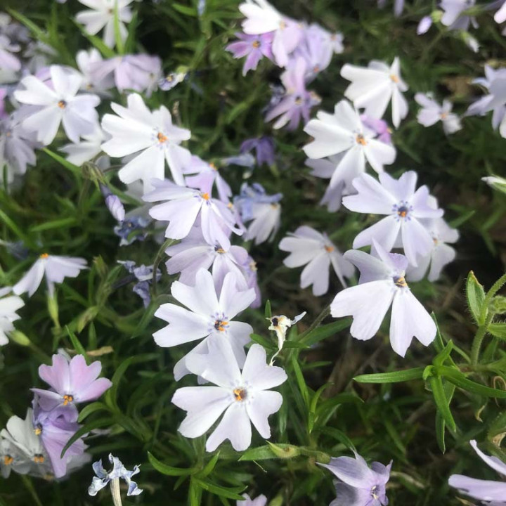 Phlox subulata Emerald Cushion