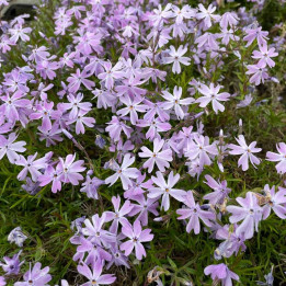 Phlox subulata Emerald Cushion