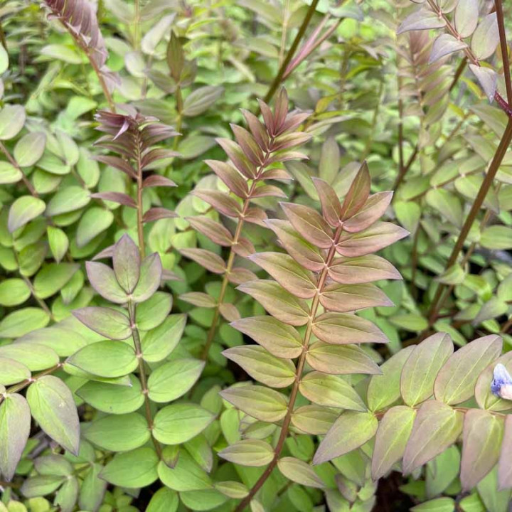 Feuillage du Polemonium Heaven Scent