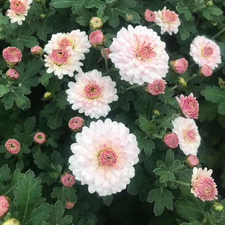 Chrysanthemum Julia
