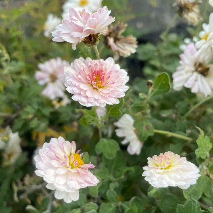 Chrysanthemum Julia