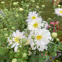 Chrysanthemum Nadine