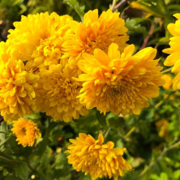 Chrysanthemum Capri Orange