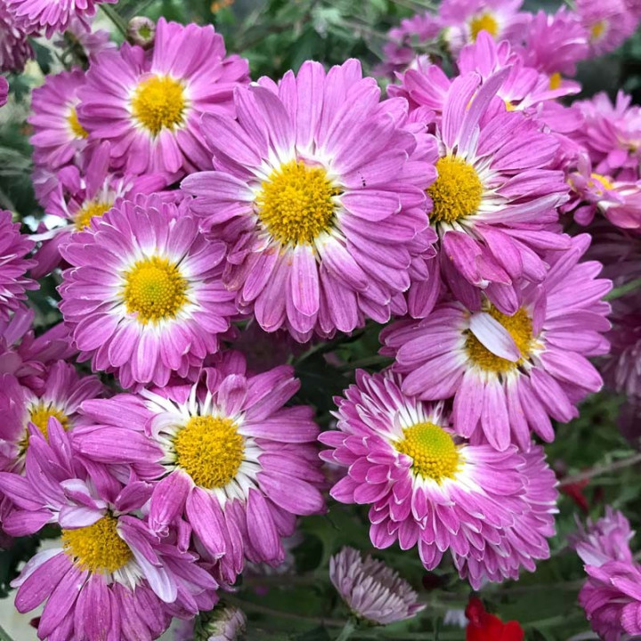 Chrysanthemum Violaine