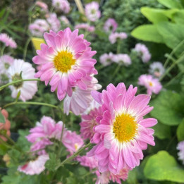 Chrysanthemum Violaine