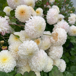 Chrysanthemum White Bouquet