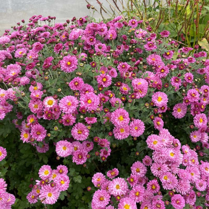 Chrysanthemum hortorum Mei Kyo