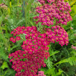 Fleurs de l'Achillea millefolium 'Velour'