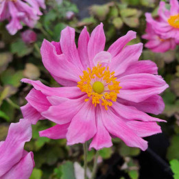 Fleur rose de l'Anemone hupehensis Pretty Lady Emily