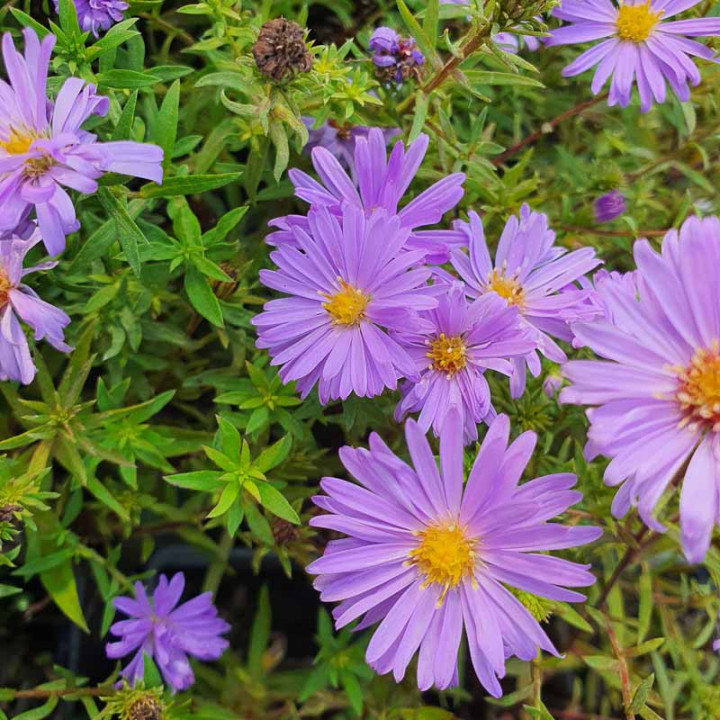 Aster dumosus Lady in Blue - Aster nain d'automne