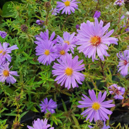 Aster dumosus Lady in blue