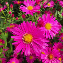 Aster novi-belgii Neron