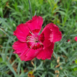 Dianthus gratianopolitanus Rotkäppchen