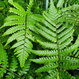 Dryopteris lepidopoda