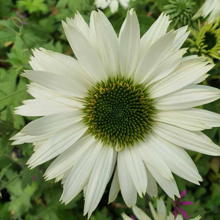 Echinacea purpurea Virgin