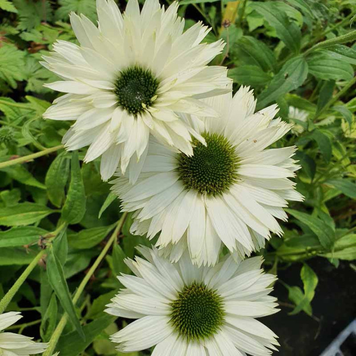 Echinacea purpurea Virgin