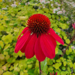 Fleur rouge de l'Echinacea SunMagic Vintage Red