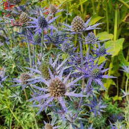 Eryngium Lapis Blue