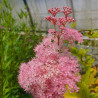 Filipendula rubra venusta