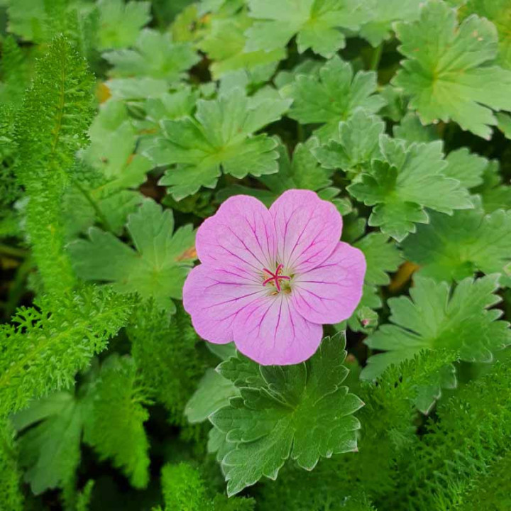 Geranium riversleaianum Mavis Simpson