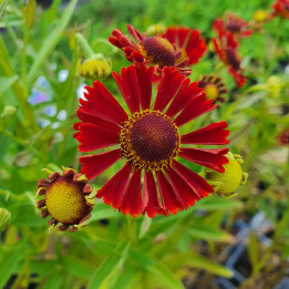 Helenium autumnale Mariachi Siesta