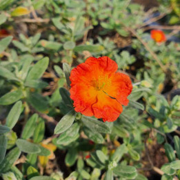 Helianthemum Fire dragon