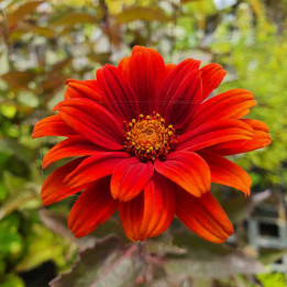 Heliopsis helianthoides var.scabra Bleeding Hearts